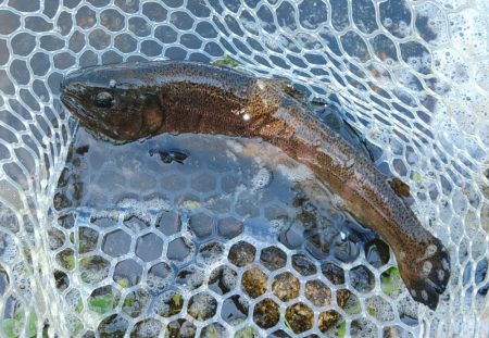 持ち帰りぴったりサイズをキャッチ！ ～フィッシングパーク高島の泉～